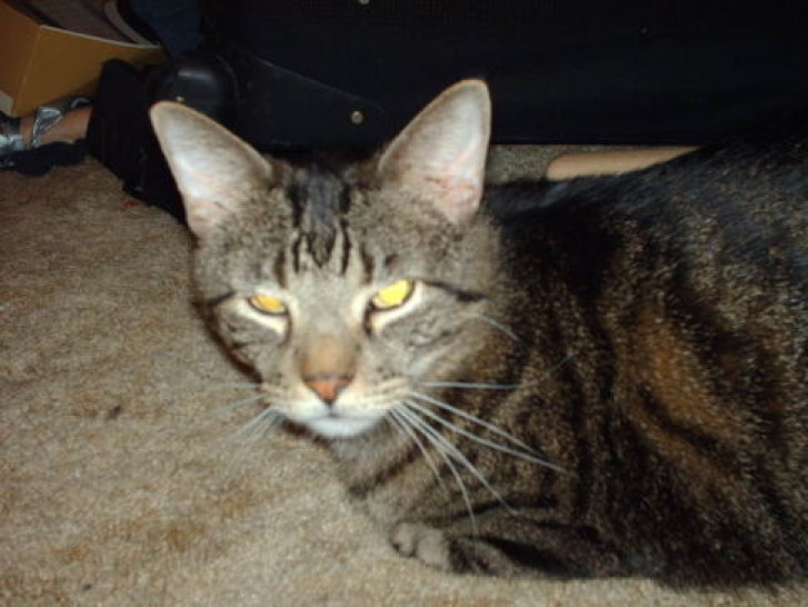 Picture of a cat / kitten / feline