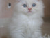 View full size picture