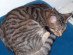 View full size picture