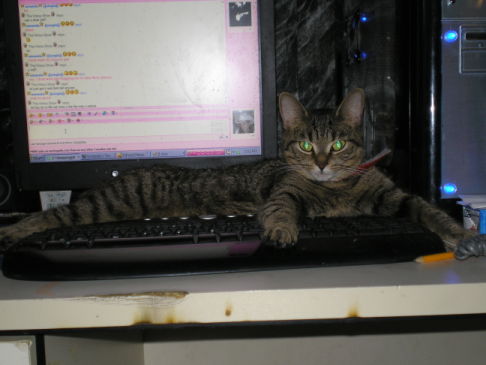 Picture of a cat / kitten / feline