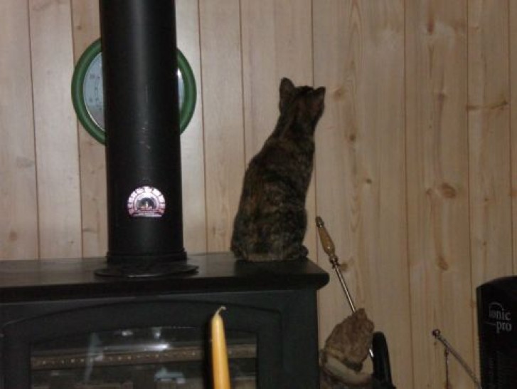 Picture of a cat / kitten / feline