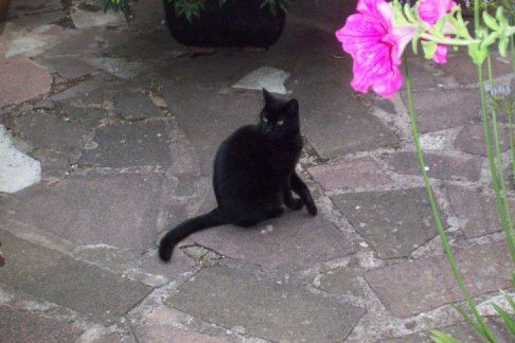 Picture of a cat / kitten / feline