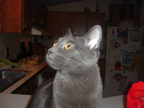 Picture of a cat / kitten / feline