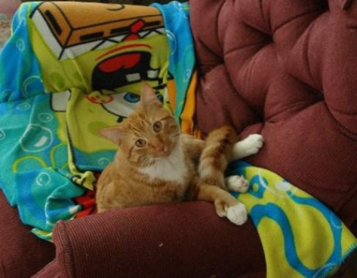 Picture of a cat / kitten / feline