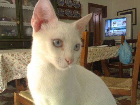 Picture of a cat / kitten / feline