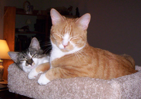 Picture of a cat / kitten / feline