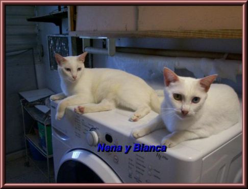 Picture of a cat / kitten / feline