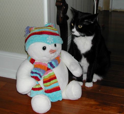 Picture of a cat / kitten / feline