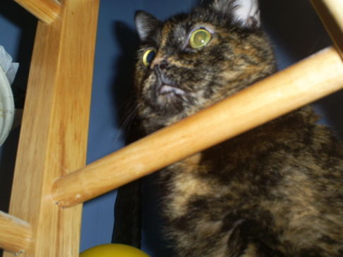 Picture of a cat / kitten / feline