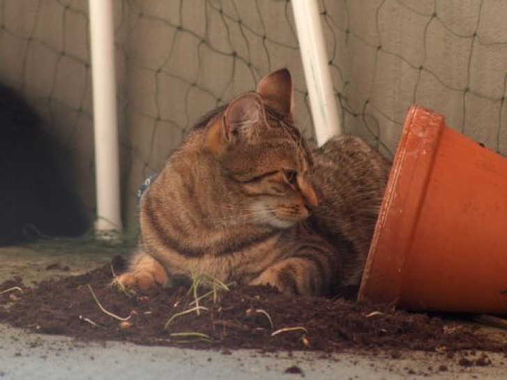 Picture of a cat / kitten / feline