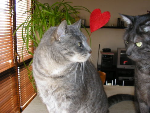 Picture of a cat / kitten / feline