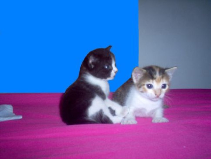 Picture of a cat / kitten / feline