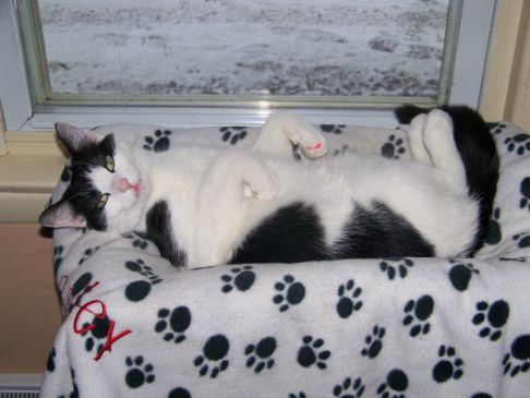 Picture of a cat / kitten / feline
