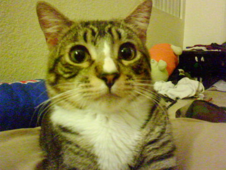 Picture of a cat / kitten / feline