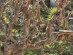 View full size picture