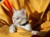View full size picture