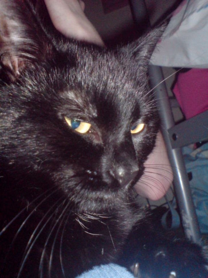 Picture of a cat / kitten / feline