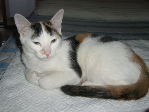 Picture of a cat / kitten / feline