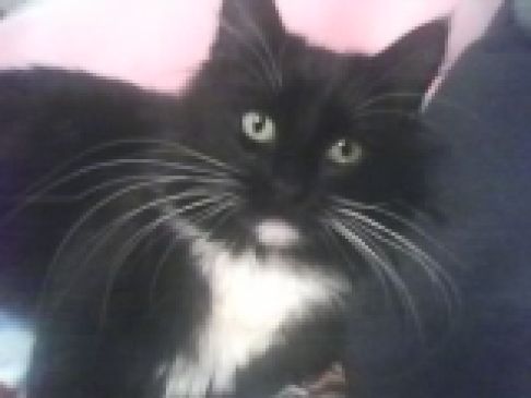 Picture of a cat / kitten / feline