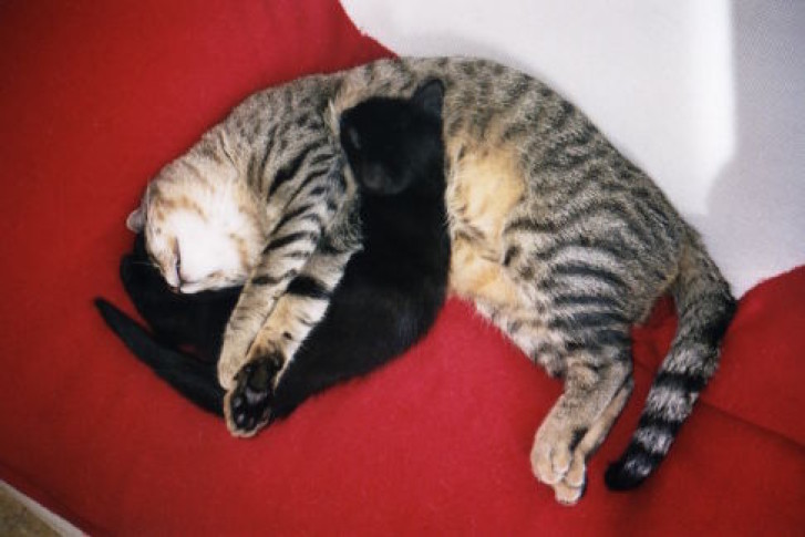 Picture of a cat / kitten / feline