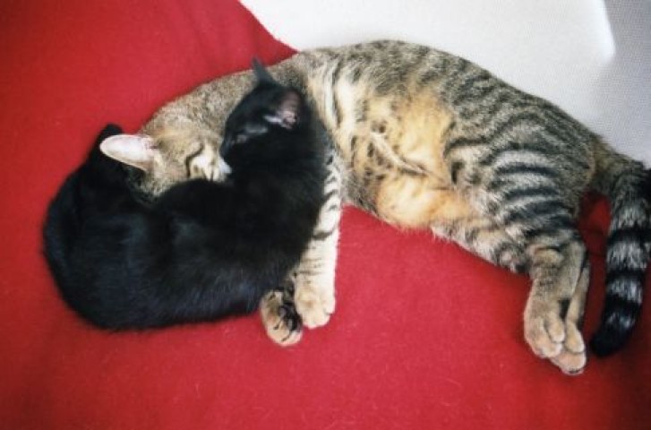 Picture of a cat / kitten / feline