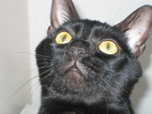 Picture of a cat / kitten / feline