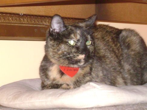 Picture of a cat / kitten / feline