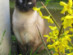 View full size picture