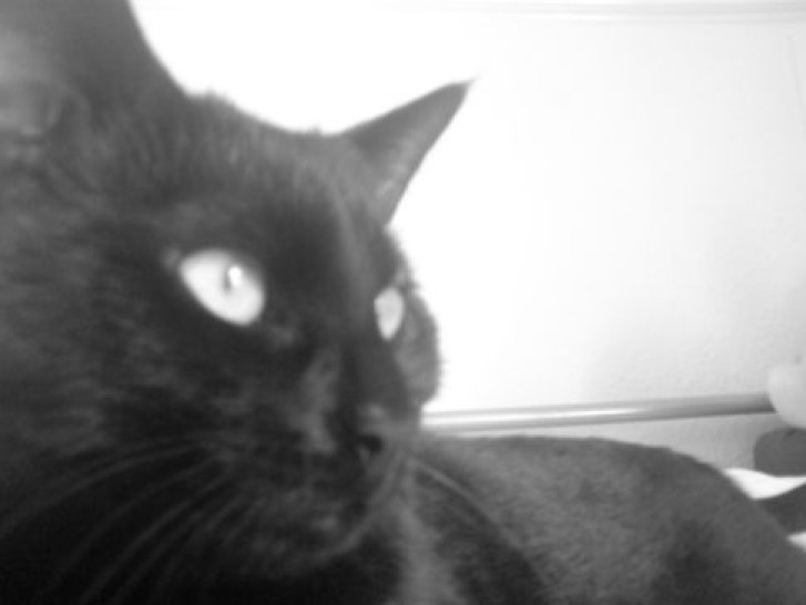 Picture of a cat / kitten / feline