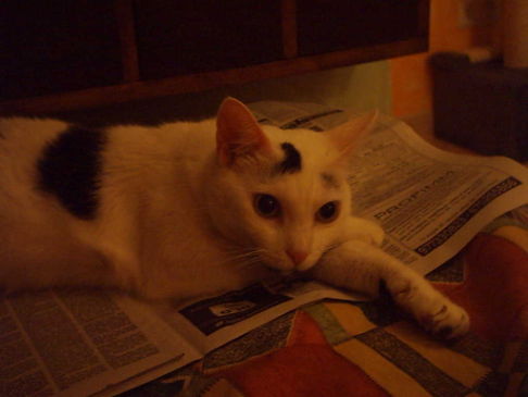 Picture of a cat / kitten / feline