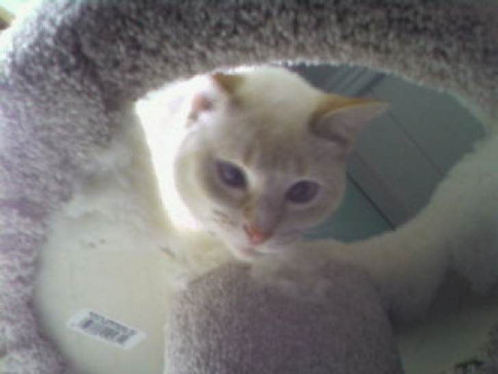 Picture of a cat / kitten / feline
