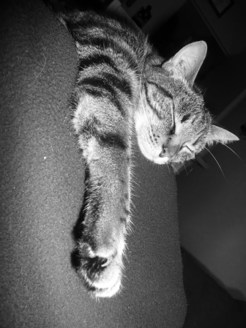 Picture of a cat / kitten / feline