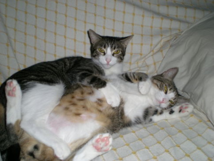 Picture of a cat / kitten / feline