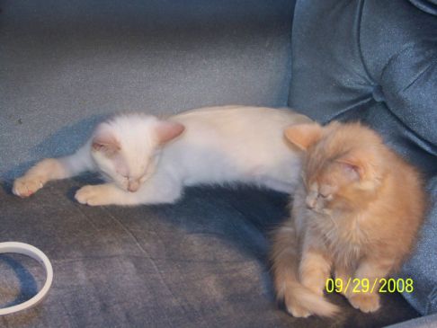 Picture of a cat / kitten / feline