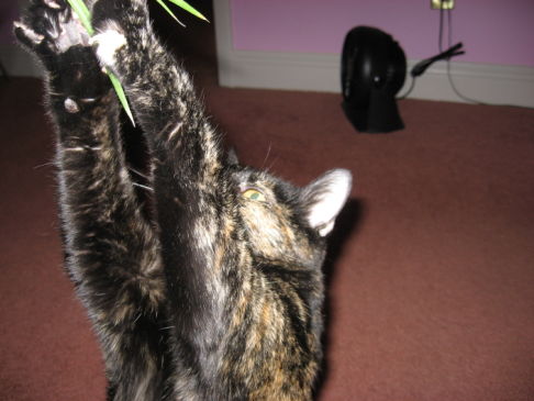 Picture of a cat / kitten / feline