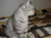 View full size picture