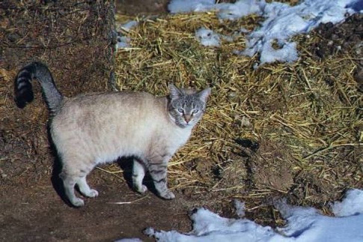 Picture of a cat / kitten / feline