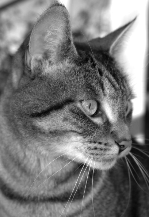 Picture of a cat / kitten / feline