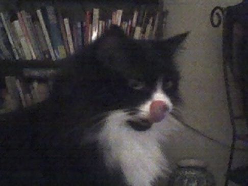 Picture of a cat / kitten / feline