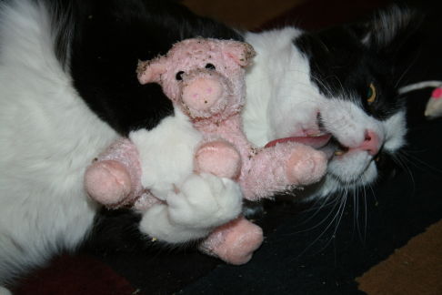 Picture of a cat / kitten / feline