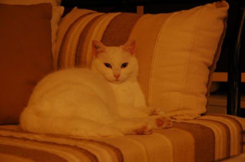 Picture of a cat / kitten / feline