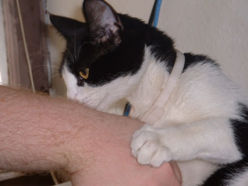 Picture of a cat / kitten / feline
