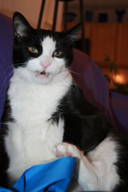 Picture of a cat / kitten / feline