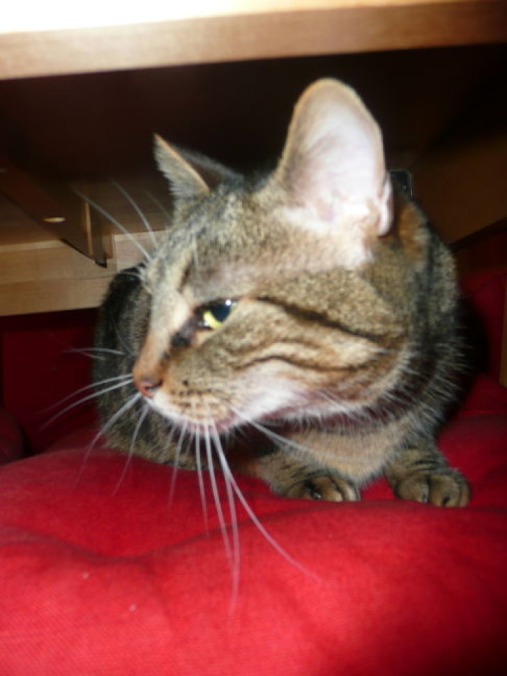 Picture of a cat / kitten / feline