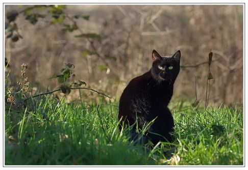 Picture of a cat / kitten / feline