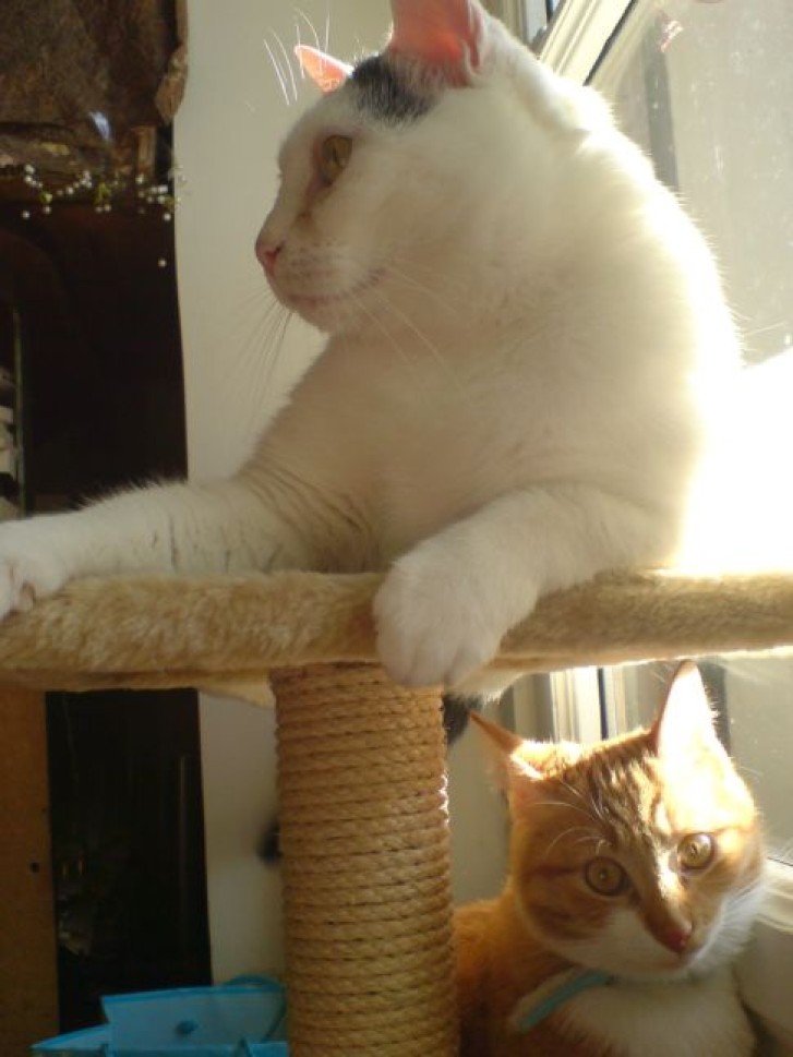 Picture of a cat / kitten / feline