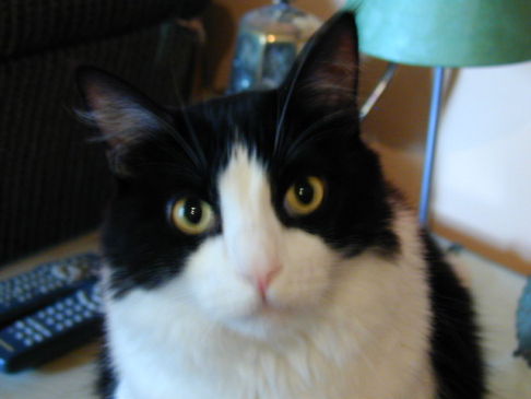 Picture of a cat / kitten / feline