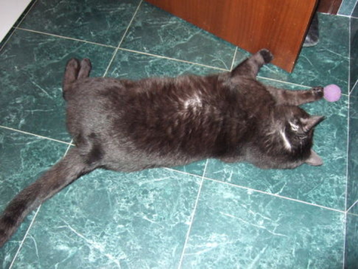 Picture of a cat / kitten / feline