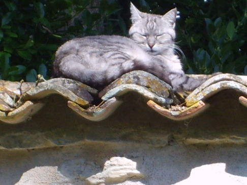 Picture of a cat / kitten / feline