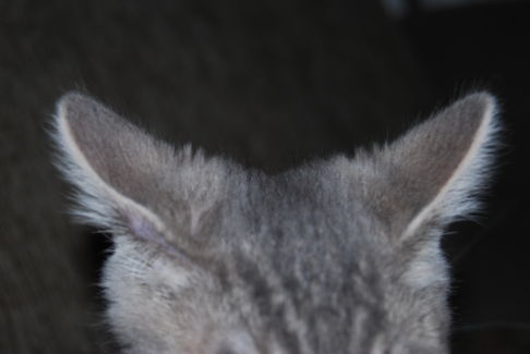 Picture of a cat / kitten / feline